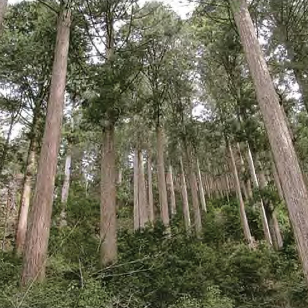 サスティナビリティと吉野産ヒノキ材